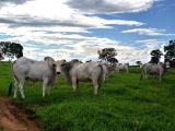 Fazenda em Mundo Novo Go