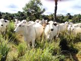 SÍTIOS E FAZENDAS TOCANTINS -70 alqs (338 ha) no Vale do Araguaia