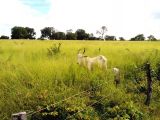  Sítios e Fazendas Tocantins - 3.533 ha