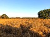 Fazenda 960 ha pra SOJA e PECUÁRIA no Tocantins