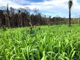 FAZENDA DE 2 MIL HECTARES EM RONDÔNIA, VISTA ALEGRE DO ABUNÃ