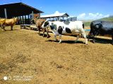 Fazenda com 30 represas e com peixes - Região Abatiá 