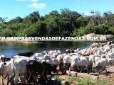 Fazenda a venda na região de Cerejeira Rondônia
