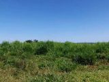 VENDO ESTÁ FAZENDA   RIO VERDE.   MATO GROSSO DO SUL