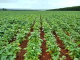 Fazenda montada para agricultura  - Iguatemi - MS