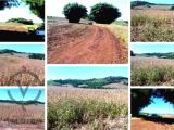 Fazenda 51 alqueires paulista (Plantando em 35) Novo Itacolomi - PR