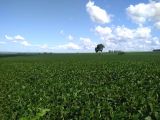 Fazenda 60,3 alqueires paulista (Plantando 54) Região de Munhoz de Melo PR