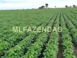 Fazenda na Região de Iguatemi – MS 