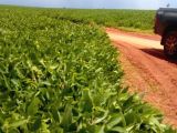 Fazenda entre Sonora e Pedro Gomes