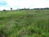 Fazenda em Tocantins - Araquacema  15647 hectares