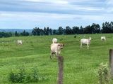 Fazenda em PITANGA PR 