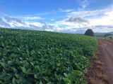 Fazenda em Curiúva 192 alq