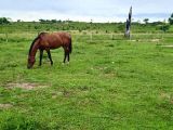 VENDE-SE EXCELENTE SÍTIO NA REGIÃO DE ELDORADO DOS CARAJÁS (PARÁ)