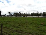  CHÁCARA A VENDA NA REGIÃO DE ROLIM DE MOURA (RONDÔNIA)