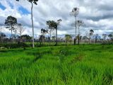 FAZENDA NA REGIÃO DE ALTO PARAÍSO NO ESTADO DE RONDÔNIA 