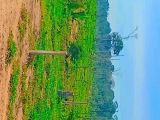 FAZENDA NA REGIÃO DE VISTA ALEGRE (RONDÔNIA)