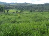 FAZENDA NA REGIÃO DE PACAJÁ (PARÁ)