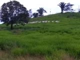 SÍTIO NA REGIÃO DE JI PARANÁ (RONDÔNIA)