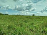 FAZENDA NA REGIÃO DE SÃO JOÃO DO BALIZA (RORAIMA)