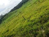 FAZENDA NA REGIÃO DE VISTA ALEGRE (RONDÔNIA)