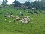 CHÁCARA NA REGIÃO DE CACOAL (RONDÔNIA)