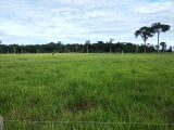 Vende-se está linda Fazenda Terra  de dupla aptidão R$ 75 Mil por alqueire 28 km de São Francisco do Guaporé RO